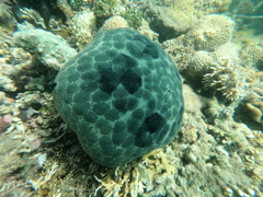 Culcita novaeguineae