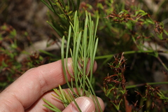 Strangea linearis