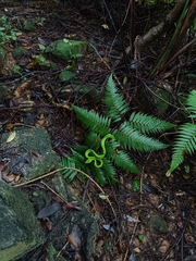 Trimeresurus stejnegeri