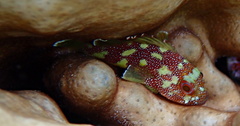 Scorpaenidae