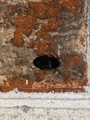 Penthe pimelia