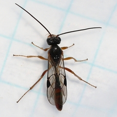 Tersilochinae