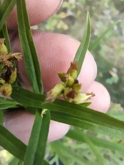 Euthamia graminifolia
