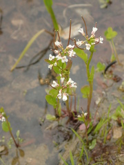 Cardamine scutata