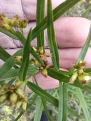 Euthamia graminifolia