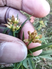 Euthamia graminifolia