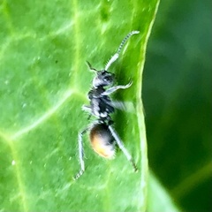 Polyrhachis vermiculosa