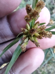 Euthamia graminifolia