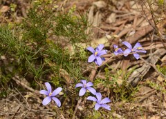 Cheiranthera linearis