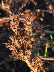 Amaranthus retroflexus