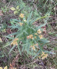 Euthamia graminifolia