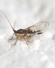 Mastigimas schwarzi
