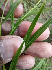 Euthamia graminifolia