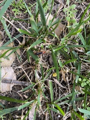 Tachypompilus ferrugineus
