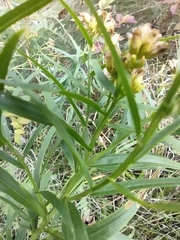 Euthamia graminifolia