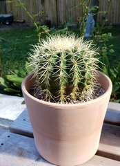 Kroenleinia grusonii