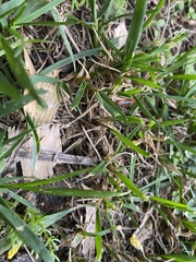 Tachypompilus ferrugineus