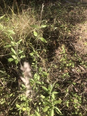 Salvia farinacea