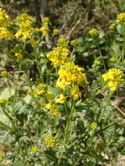 Barbarea