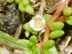 Crassula kirkii