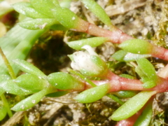Crassula kirkii