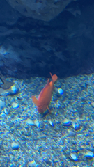 Hypsypops rubicundus