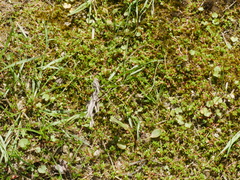 Crassula kirkii
