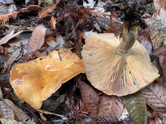 Lactarius rubrilacteus