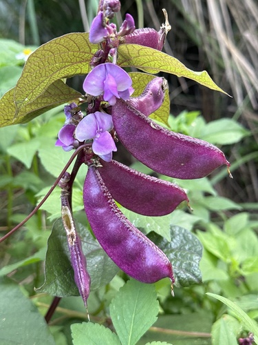 Lablab purpureus