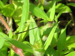 Nehalennia pallidula
