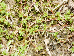 Crassula kirkii