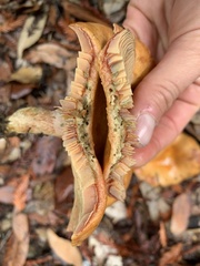 Lactarius rubrilacteus