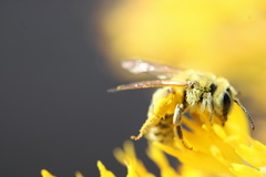 Cnemidandrena