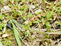 Crassula kirkii