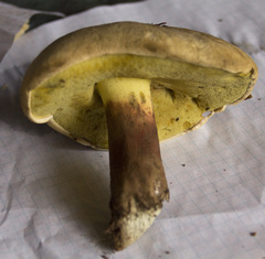 Caloboletus conifericola