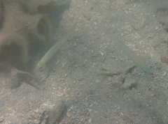 Ptereleotris microlepis