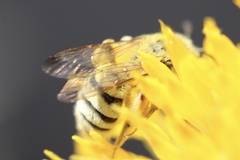 Cnemidandrena