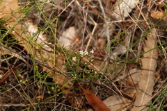 Platysace linearifolia