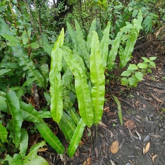 Elaphoglossum