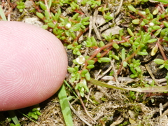 Crassula kirkii