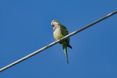 Myiopsitta monachus