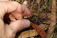 Platysace linearifolia