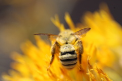 Cnemidandrena