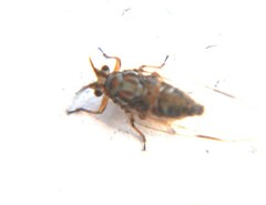 Mastigimas schwarzi