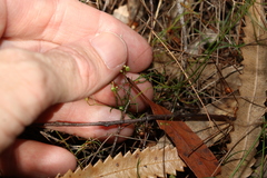 Platysace linearifolia