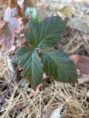 Rubus multifer