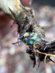 Lactarius rubrilacteus