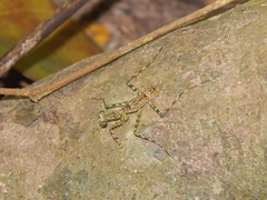 Fuga annulipes