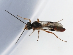 Tersilochinae