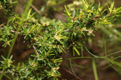 Pseudanthus orientalis